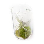 Hanging Glass Planter / Vase