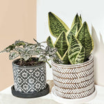 Boho Planter:  Grey Paisley / 5"