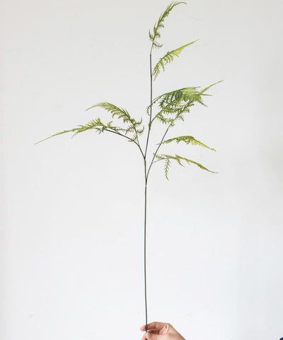 Asparagus Fern Plant Stem