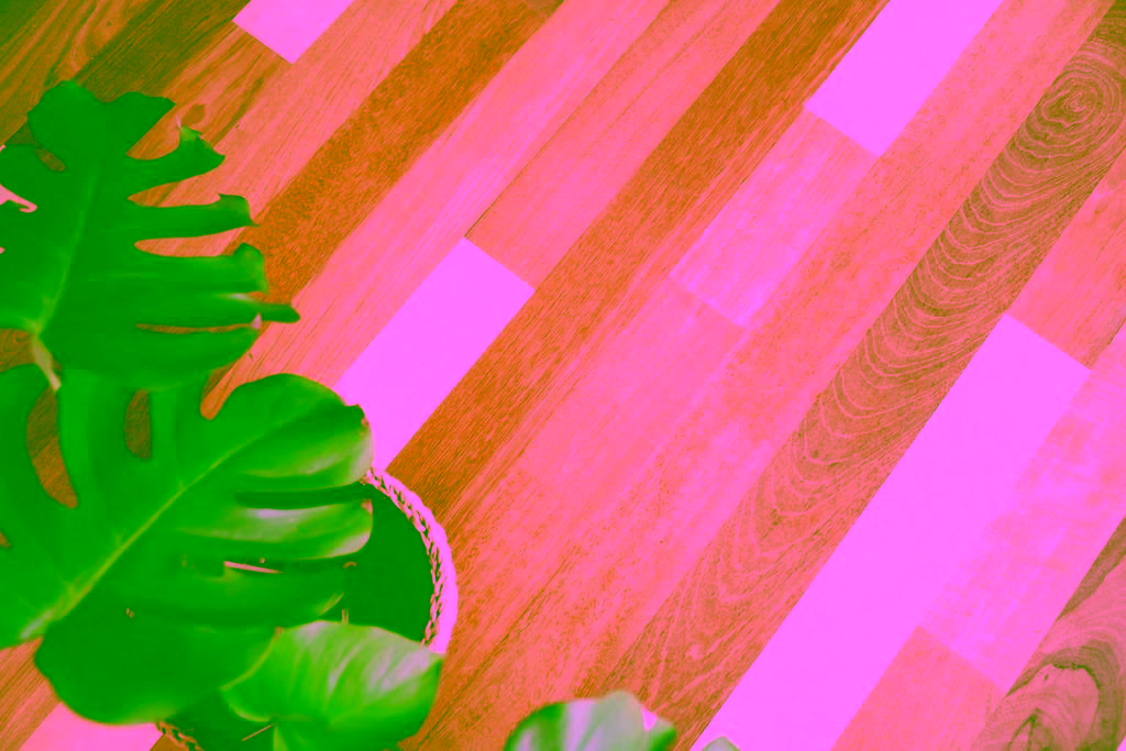 Hardwood floor detail with a plant in a Pacific Northwest home